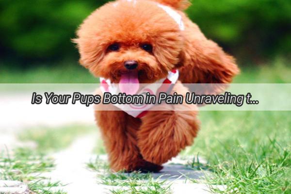 Is Your Pups Bottom in Pain Unraveling the Mystery Behind the Squatting Dilemma